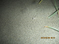 Anoteropsis litoralis