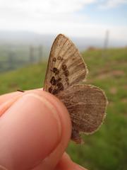 Thestor basutus capeneri