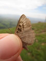 Thestor basutus capeneri