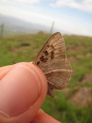Thestor basutus capeneri