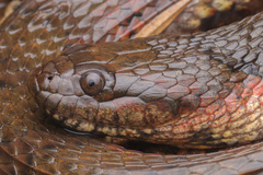 Brown-Banded Watersnake photo 2