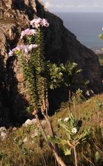 Senecio speciosissimus