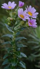 Senecio speciosissimus