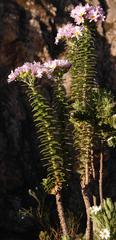 Senecio speciosissimus