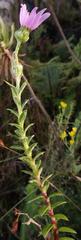 Senecio speciosissimus