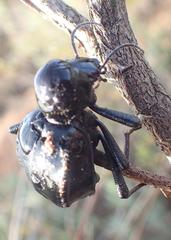 Moluris gibba