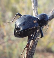 Moluris gibba