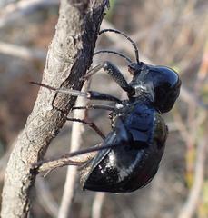 Moluris gibba