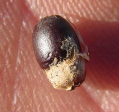 Hypodiscus argenteus