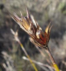 Hypodiscus argenteus