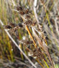 Hypodiscus argenteus