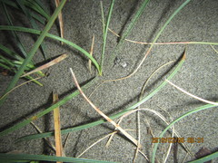 Anoteropsis litoralis