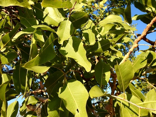 Corymbia grandifolia, 2023-08-15