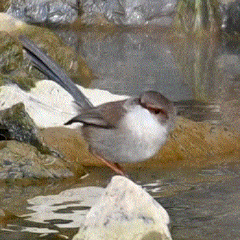 Superb Fairywren illustration