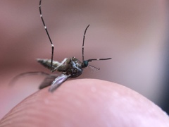 Aedes taeniorhynchus