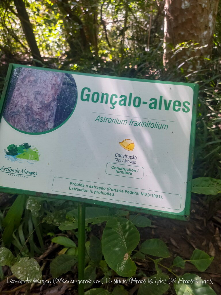 Imagem de Gonçalo-alves