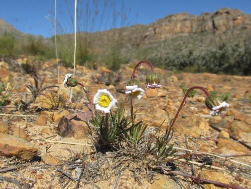 Image of Felicia namaquana by (c) Caroline Voget, some rights reserved (CC BY)