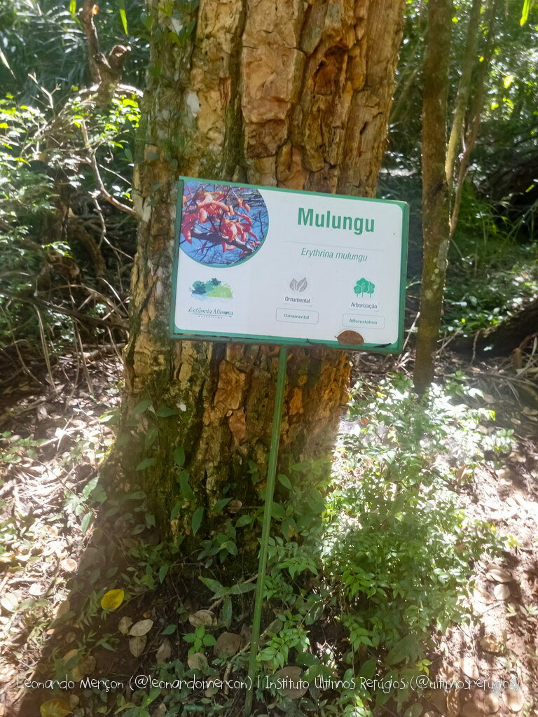 Imagem de Mulungu