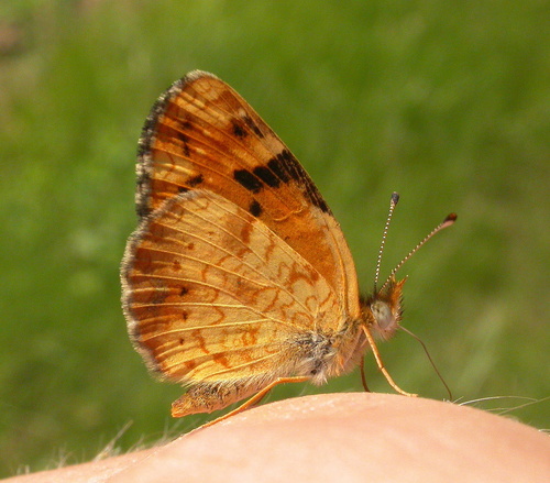 Tawny Crescent photo 2