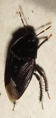 Macroscytus