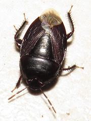 Macroscytus