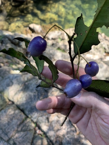 Syzygium oleosum observed 2023-06-27