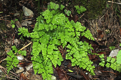 Dennstaedtia wilfordii