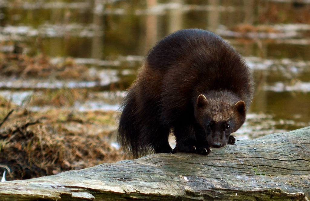 Wolverine from Pielinen Karelia, Finland on May 4, 2012 at 08:34 PM by ...