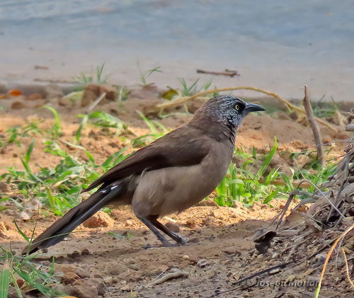 Black-faced Babbler