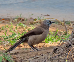 Black-Faced Babbler photo 1