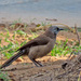 Black-faced Babbler - Photo (c) Joseph Morlan, some rights reserved (CC BY-SA), uploaded by Joseph Morlan