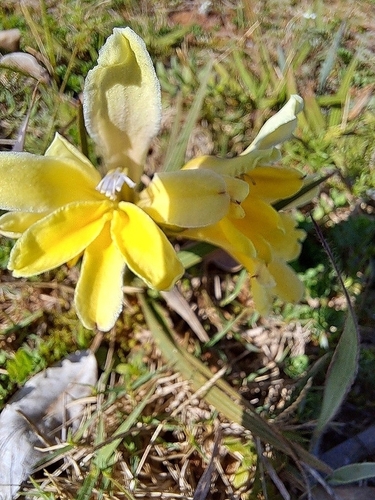 Image of Babiana patula by (c) Noeleen du Toit, some rights reserved (CC BY-SA)