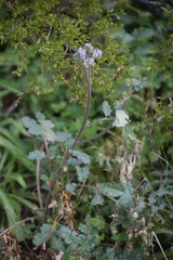 Phacelia coerulea