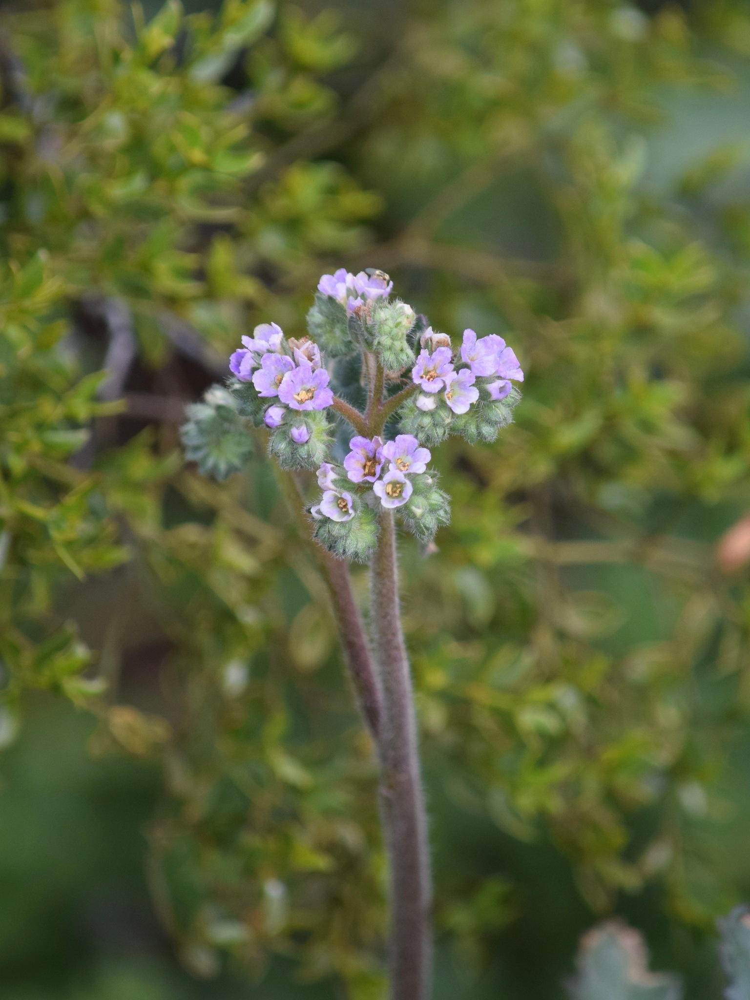 Phacelia coerulea