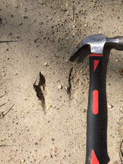 Notamacropus eugenii