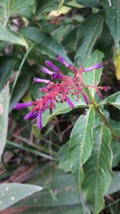 Palicourea angustifolia