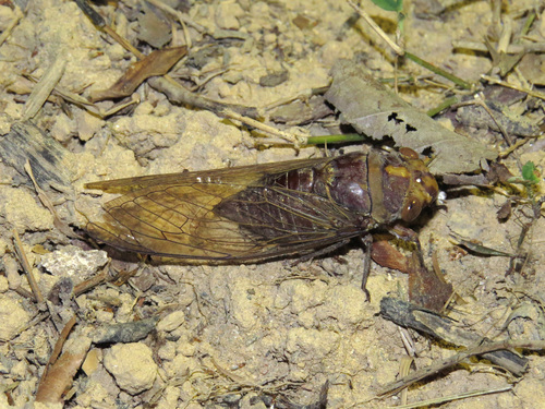 Dundubia jacoona · iNaturalist