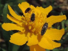 Acmaeodera neglecta neoneglecta
