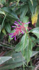 Palicourea angustifolia