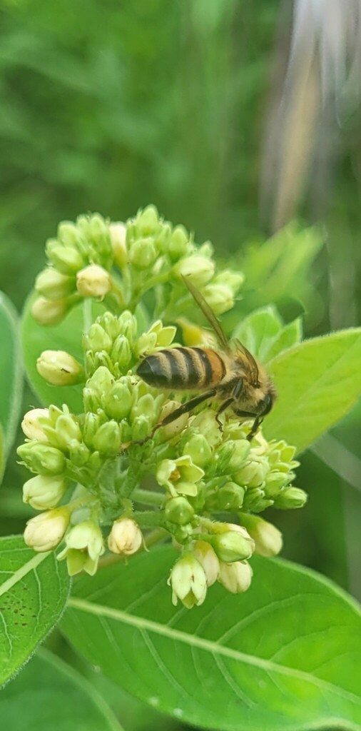 Honey Bees, Bumble Bees, and Allies from Howard County, MD, USA on July ...