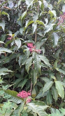 Palicourea angustifolia