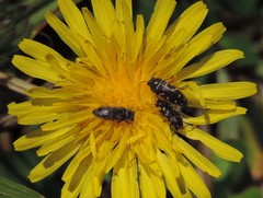 Acmaeodera neglecta neoneglecta