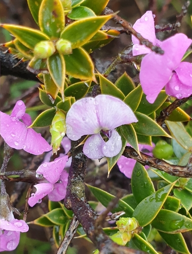 Image of Glycine rubiginosa by (c) Rosalie Lawrence, some rights reserved (CC BY)