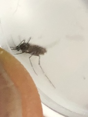 Aedes taeniorhynchus