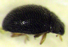 Stethorus bifidus