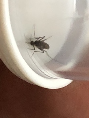 Aedes taeniorhynchus