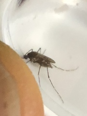 Aedes taeniorhynchus