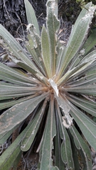 Espeletia corymbosa