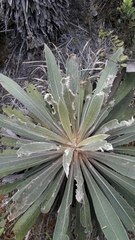 Espeletia corymbosa