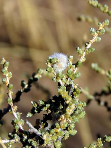 Hanover Ganna (Caroxylon dealatum)